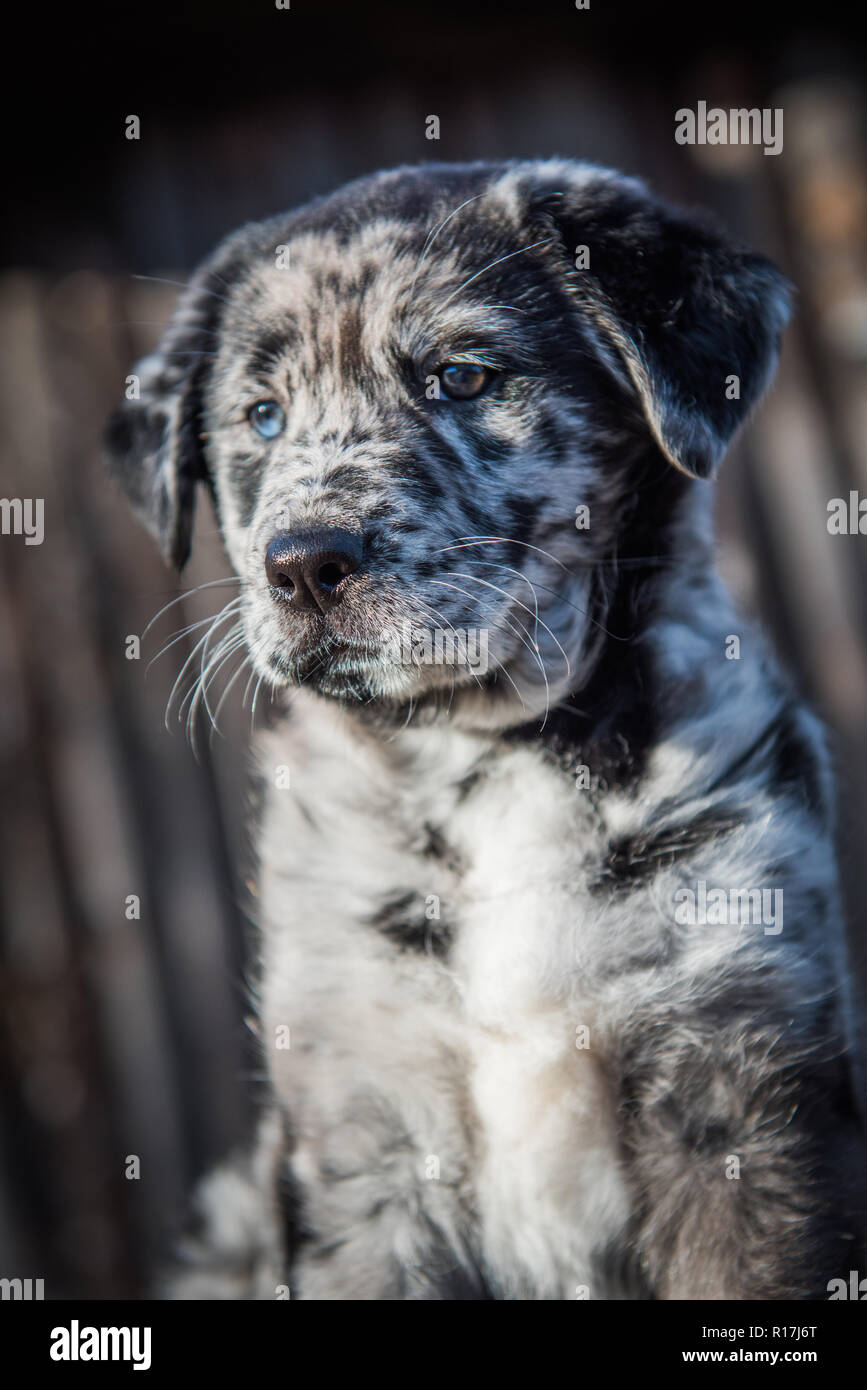 cute black lab puppies with blue eyes