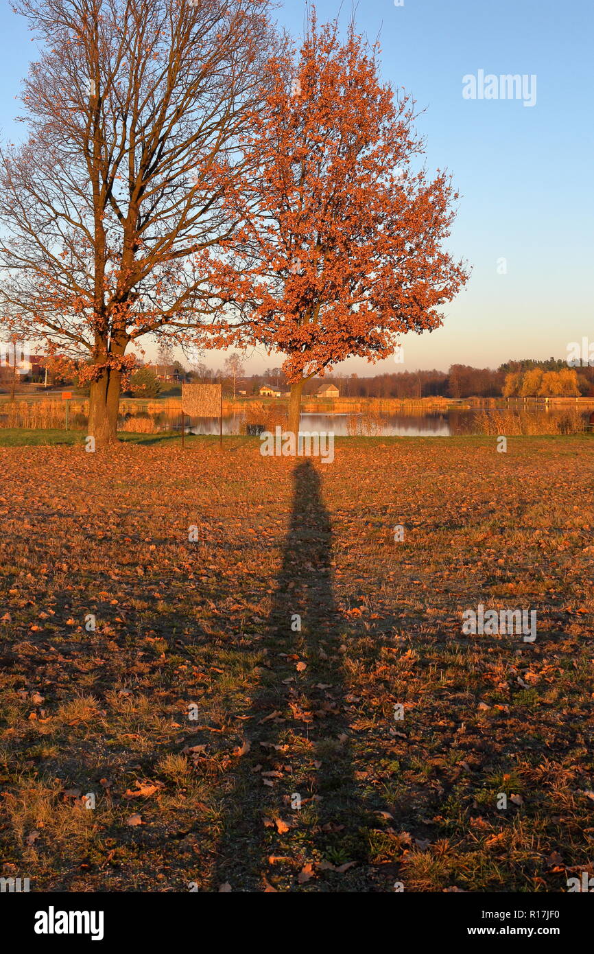 Photographer's long shadow, two trees, fallen leaves in late autumn Stock Photo