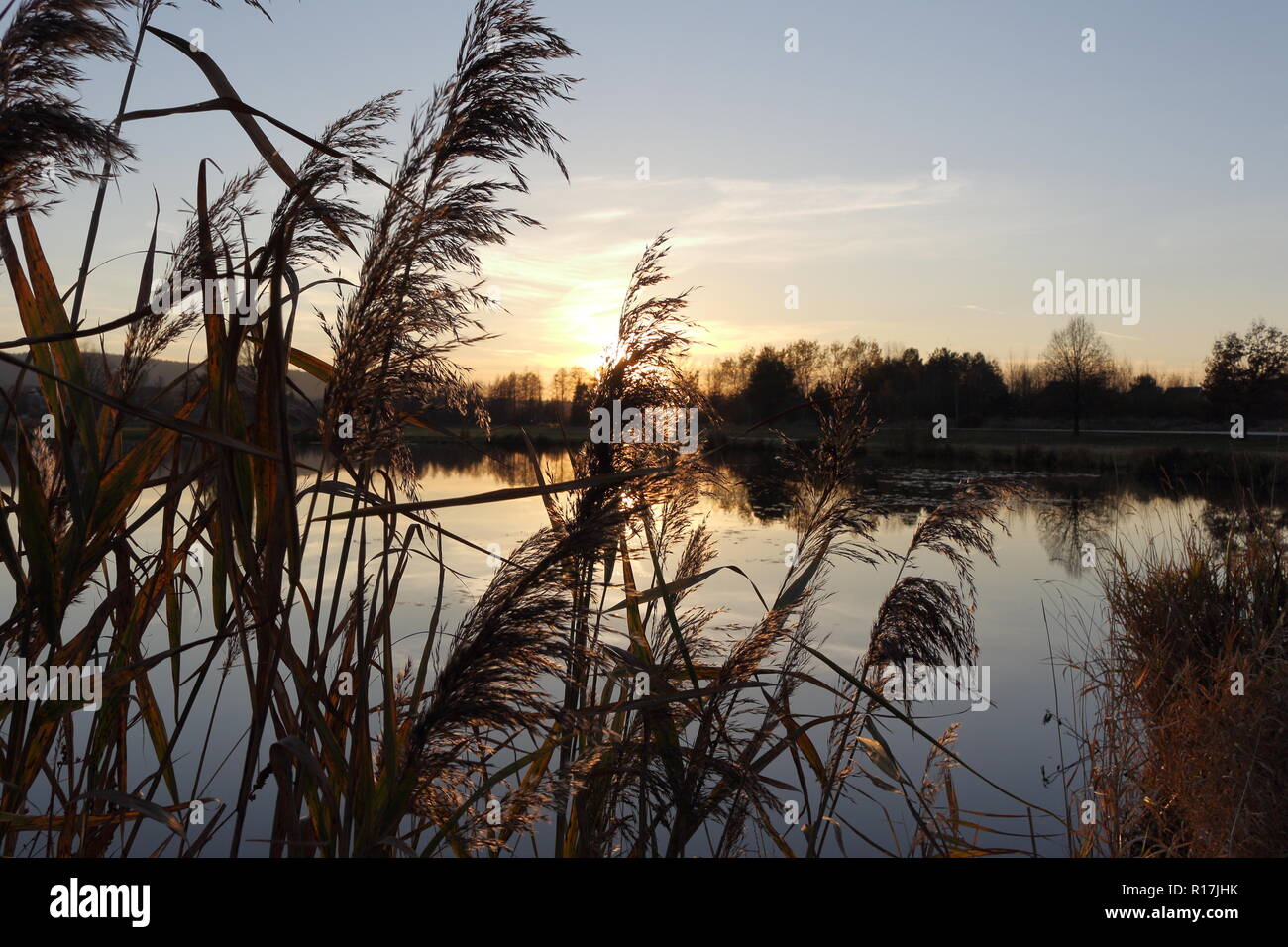 Dramatic sunset over the lake. Silhouettes of rushes, reeds, grass, water plants in autumn Stock Photo