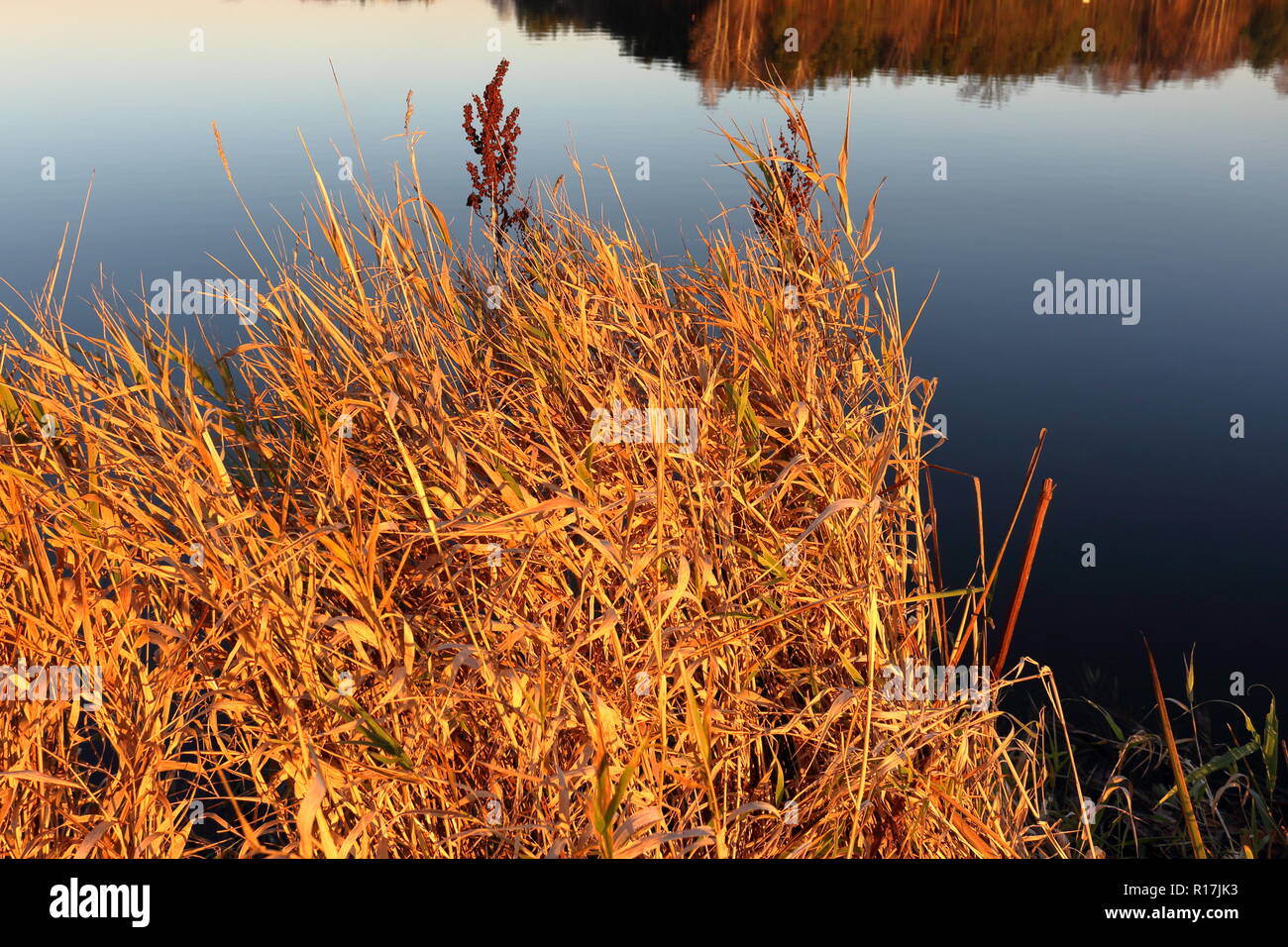 Rushes, reeds, grass, water plants by the lake at sunset in autumn Stock Photo