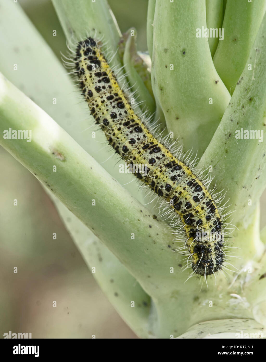 Caterpillar larva of the cabbage white butterfly Pieris brassicae, eating the leaves of a cabbage. Unseasonal climate, weather - photo November 2018. Stock Photo
