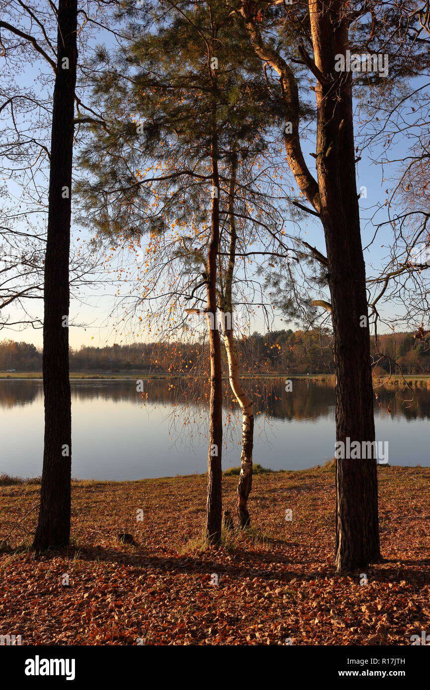 Trees in late autumn. Lake in the distance and fallen leaves on the beach Stock Photo