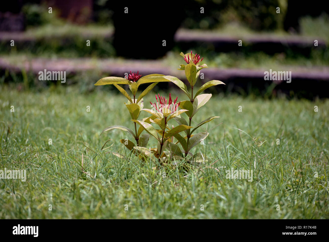 When a seed falls, there rises a tree. A scenic nature of a plant among the grass Stock Photo