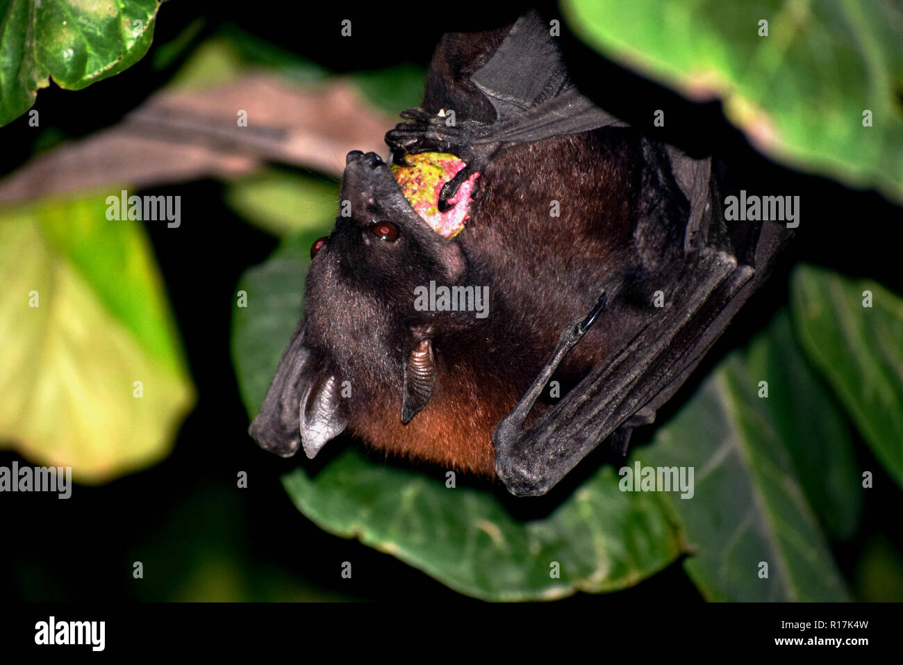 Bats are mammals of the order Chiroptera; with their forelimbs adapted as wings, they are the only mammals naturally capable of true and sustained fly Stock Photo