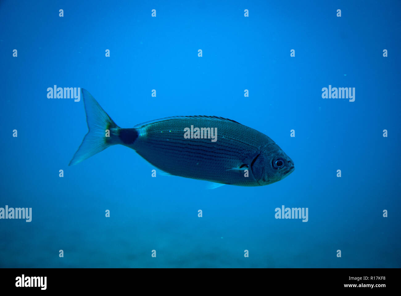 Sideview of a small fish in the blue ocean Stock Photo