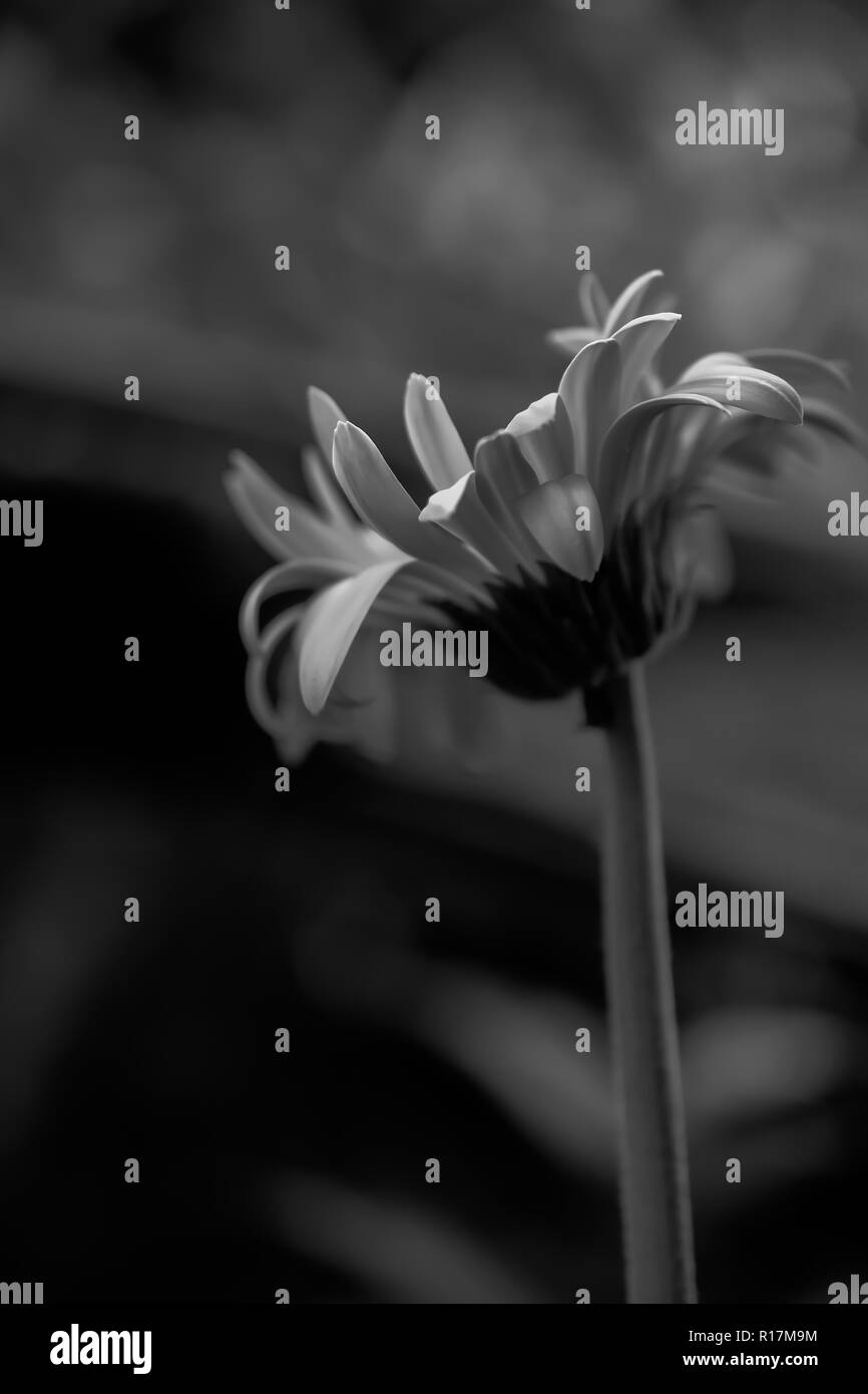 White background gerber Black and White Stock Photos & Images - Alamy