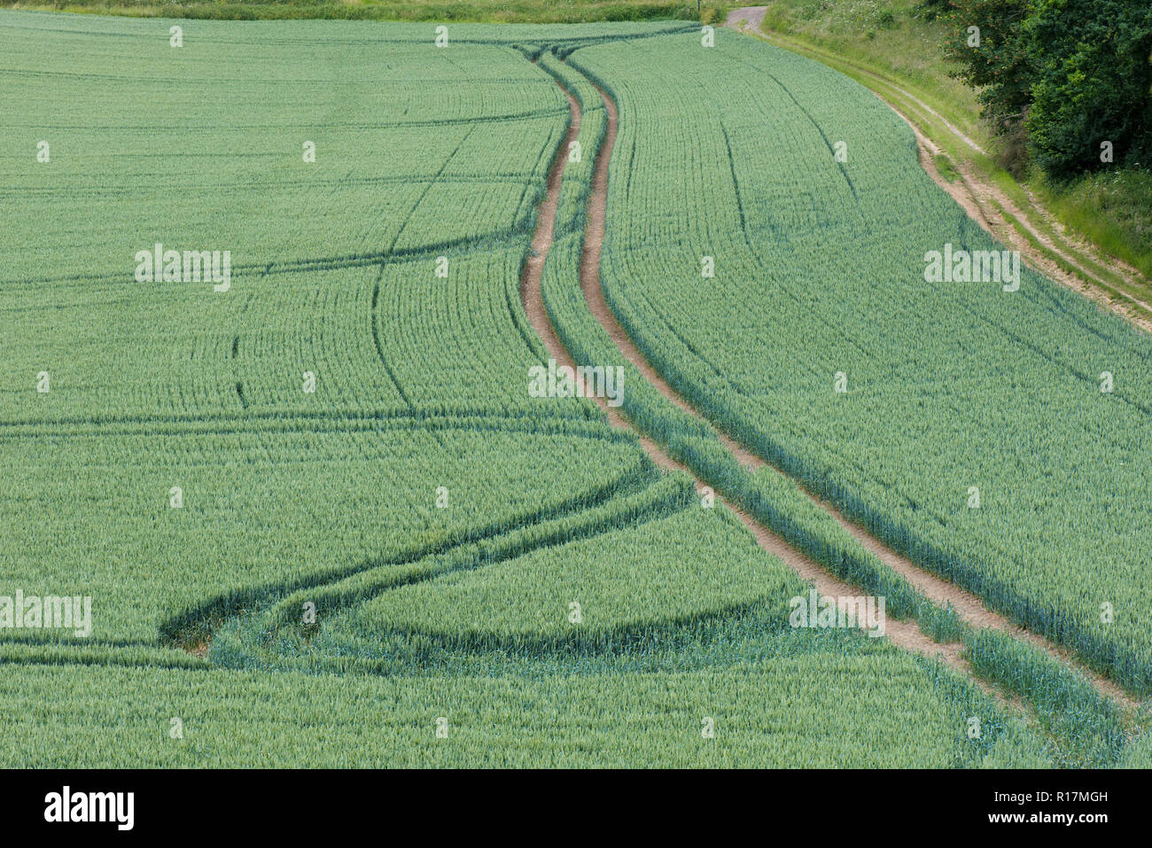 Tramlines and tractor wheel turnings in winter wheat in green earat the end of the season, Berkshire, June Stock Photo