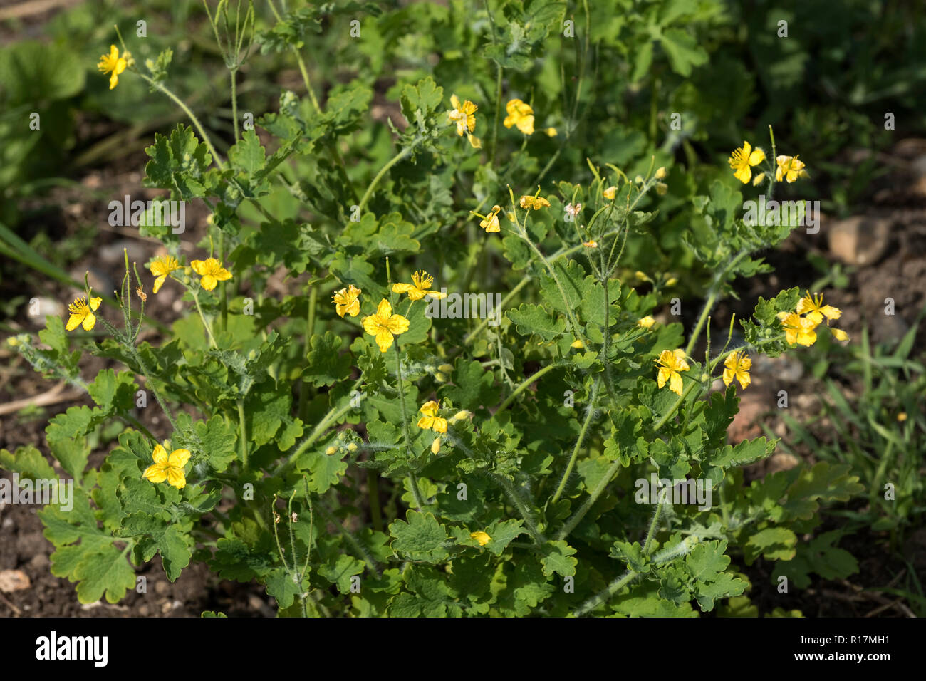 Young leaves and flowers of a greater celandine, Chelidonium majus, in spring, Berkshire, May Stock Photo