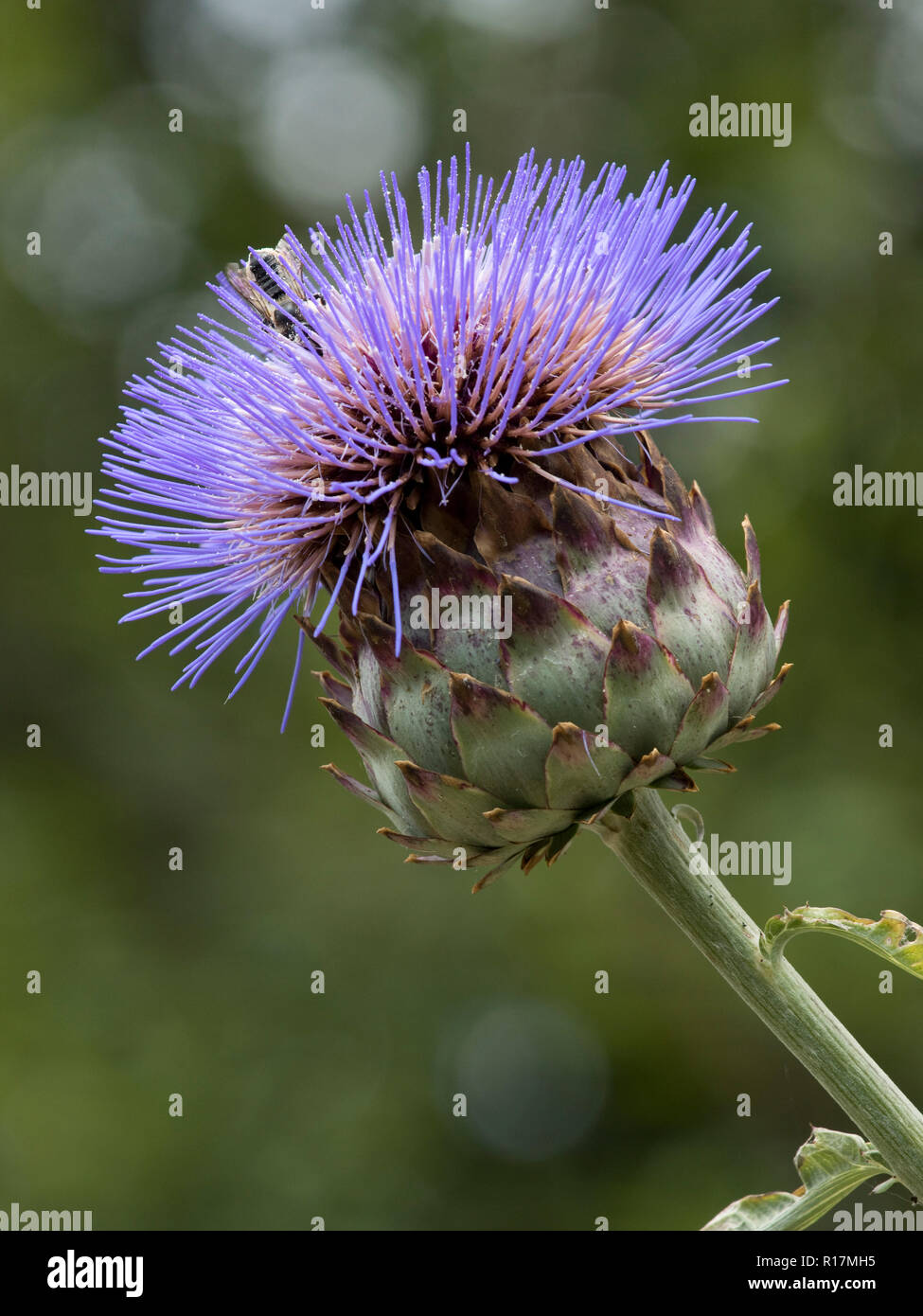 Cardoon or artichoke thistle, Cynara cardunculus, flower as a garden ornamenal plant, July Stock Photo