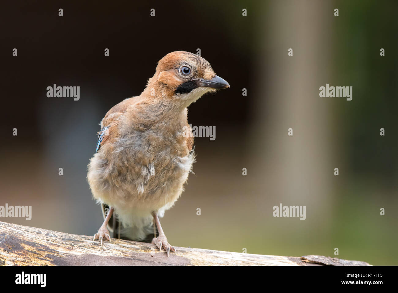 Close, front view of wild, downy, juvenile UK jay bird (Garrulus glandarius) isolated, perched on log in outdoor natural summer setting. Stock Photo