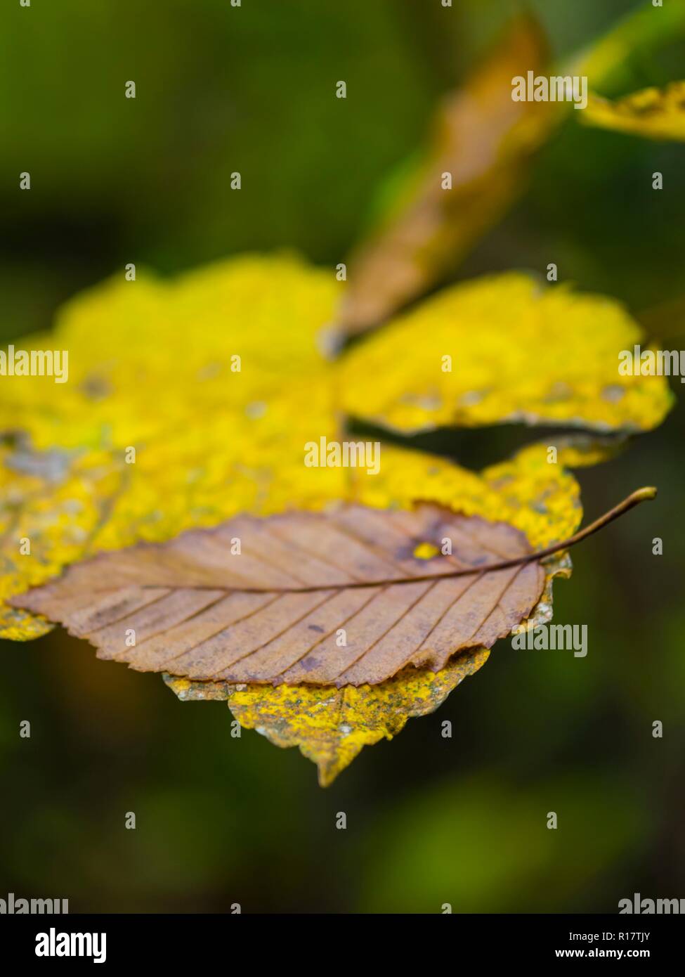 Nature leaves after rain single leaf attached to larger one Stock Photo