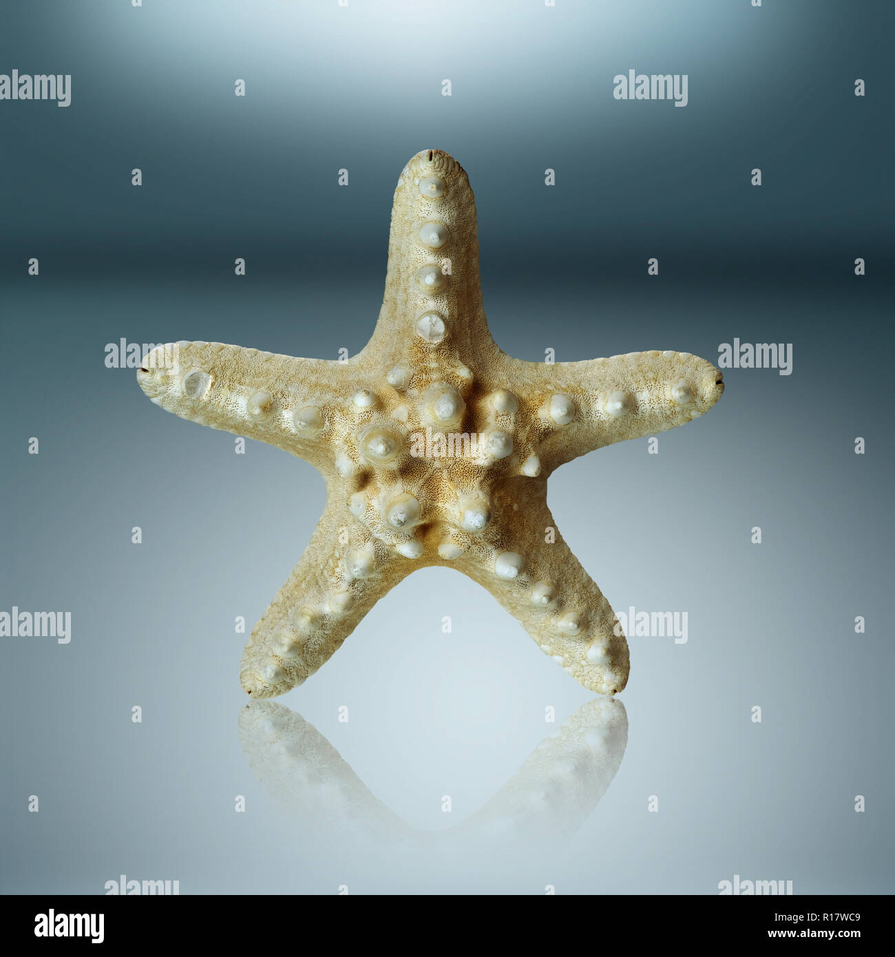 Still life of preserved star fish standing upright on reflective surface Stock Photo