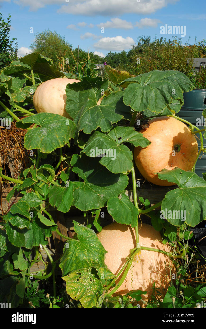 Three large light orange pumpkins 'Hundredweight' cascading from a compost heap with verdant foliage, with sunshine and bright blue skies. Stock Photo