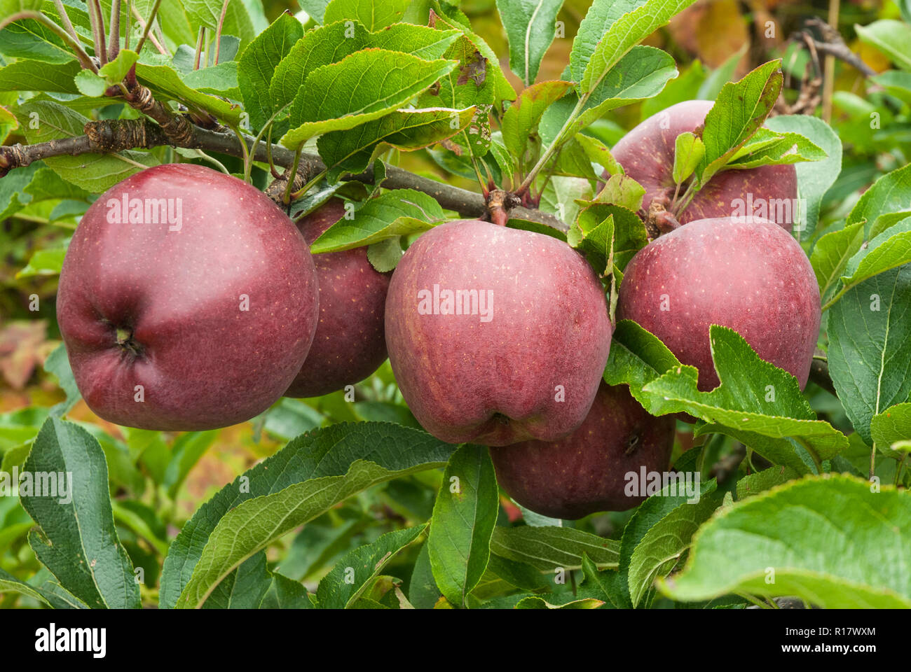 Six healthy dark red 'Red Delicious' apples growing on a bow ready to