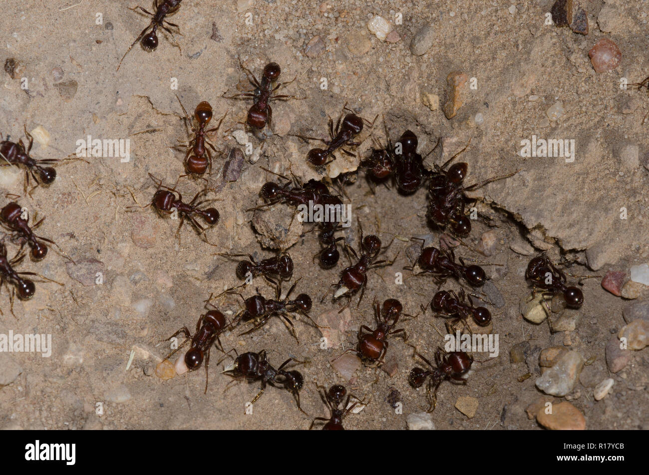 Red Harvester Ants, Pogonomyrmex barbatus Stock Photo