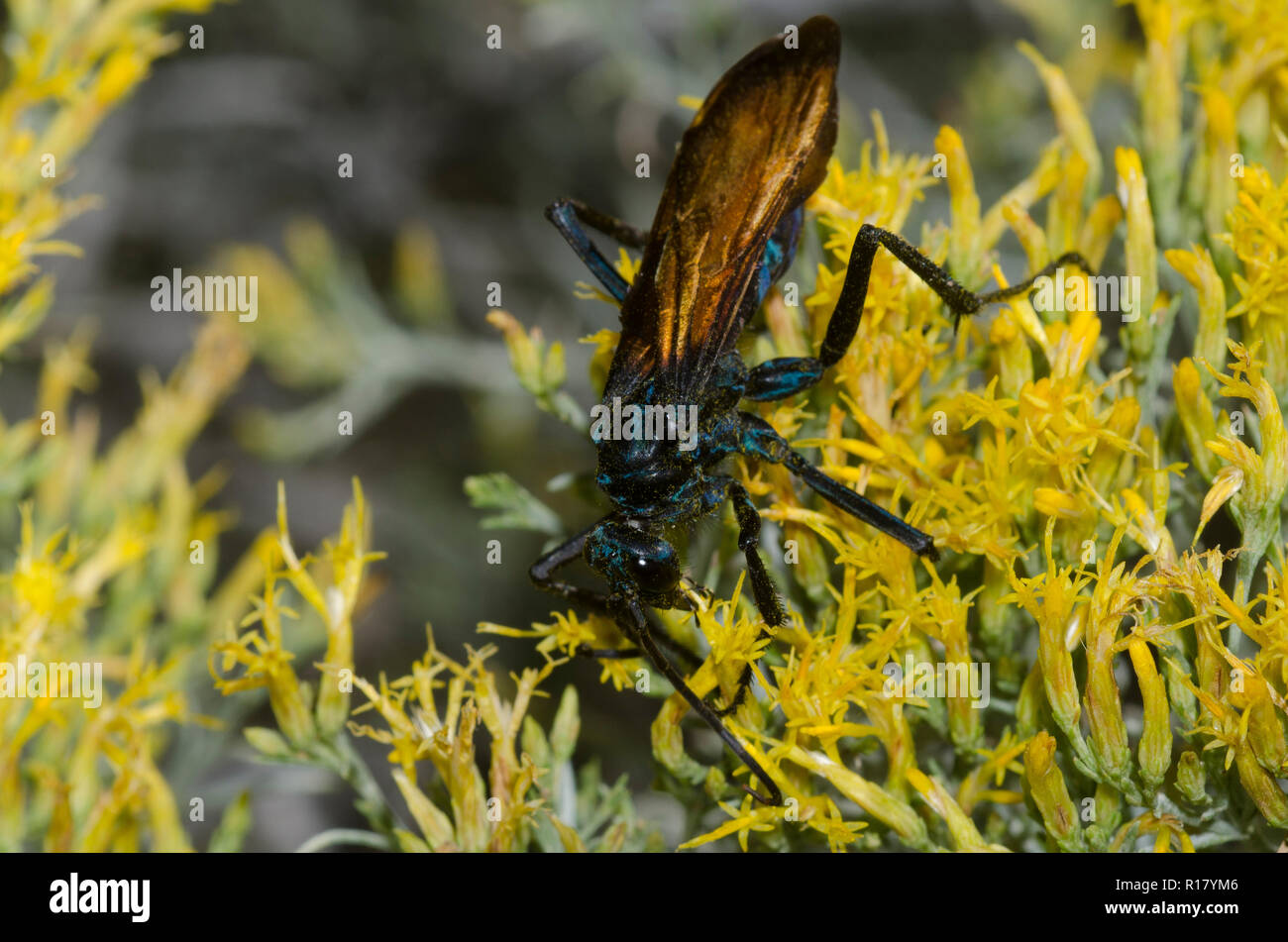 Tarantula Hawk, Pepsis sp., on rubber rabbitbrush, Chrysothamnus nauseosus Stock Photo