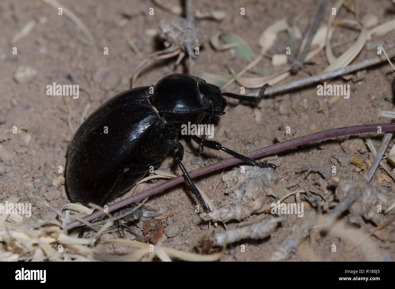 Darkling Beetle, Family Tenebrionidae Stock Photo Alamy
