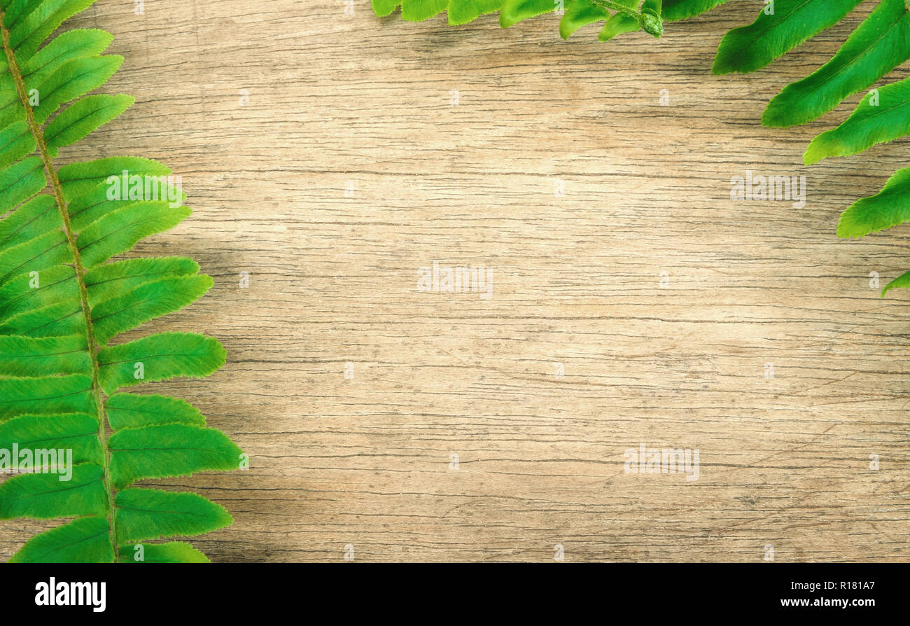 Fern leaves on wooden background. Stock Photo
