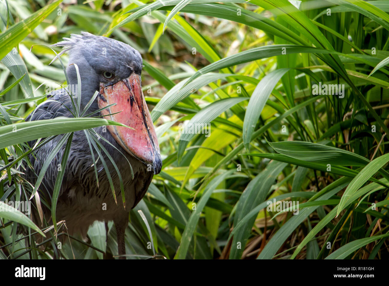 Shoebill (Balaeniceps rex) also known as Whalehead, standing in green grass. Stock Photo