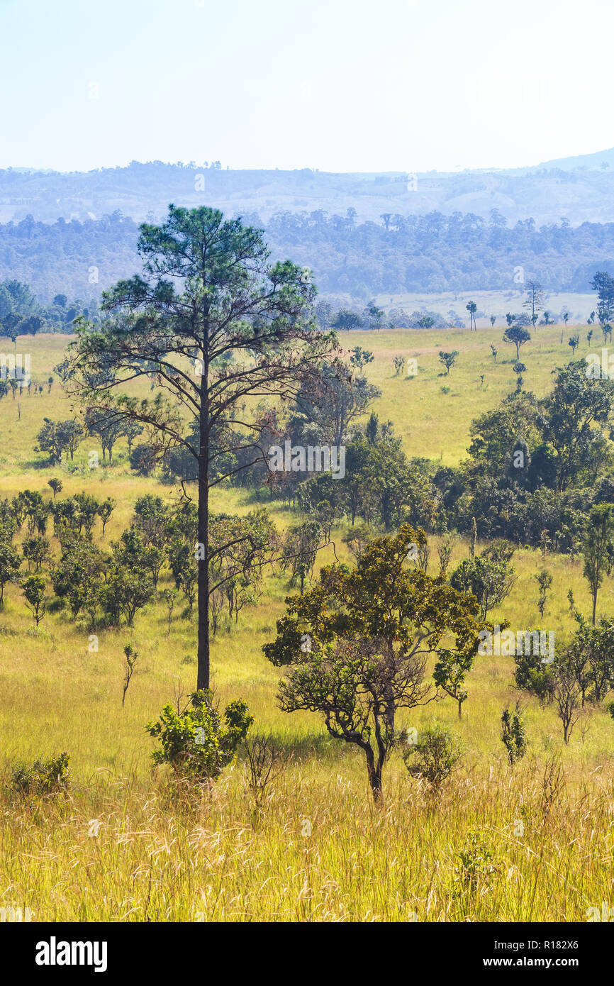Thung salaeng Luang National Park . Savannah field and pine tree . Phetchabun and Phitsanulok province . Northern of Thailand . Telephoto view . Stock Photo