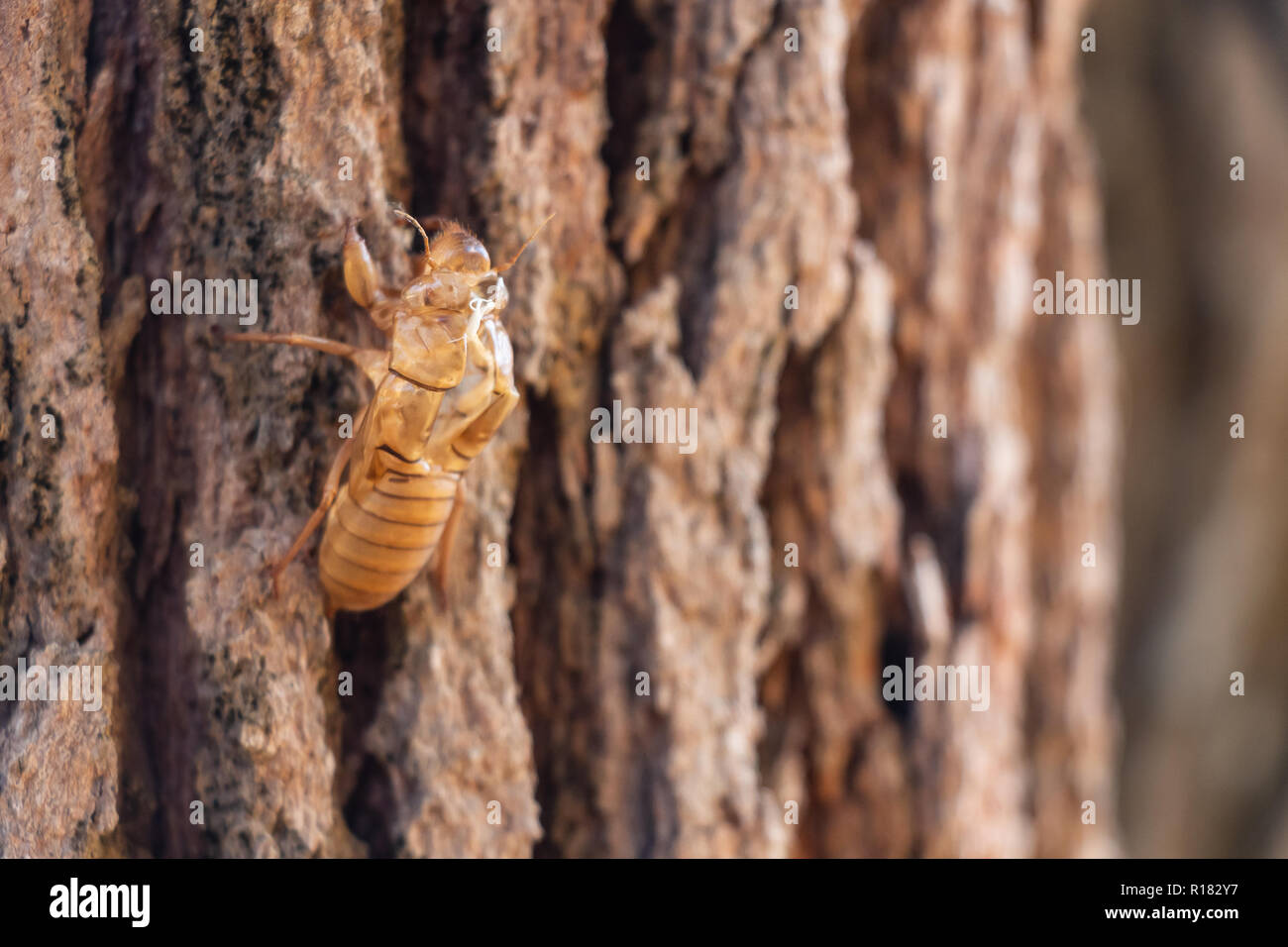 Slough of cicada insect molt on pine tree at Thung salaeng Luang National Park . Phetchabun and Phitsanulok province . Northern of Thailand . Macro an Stock Photo