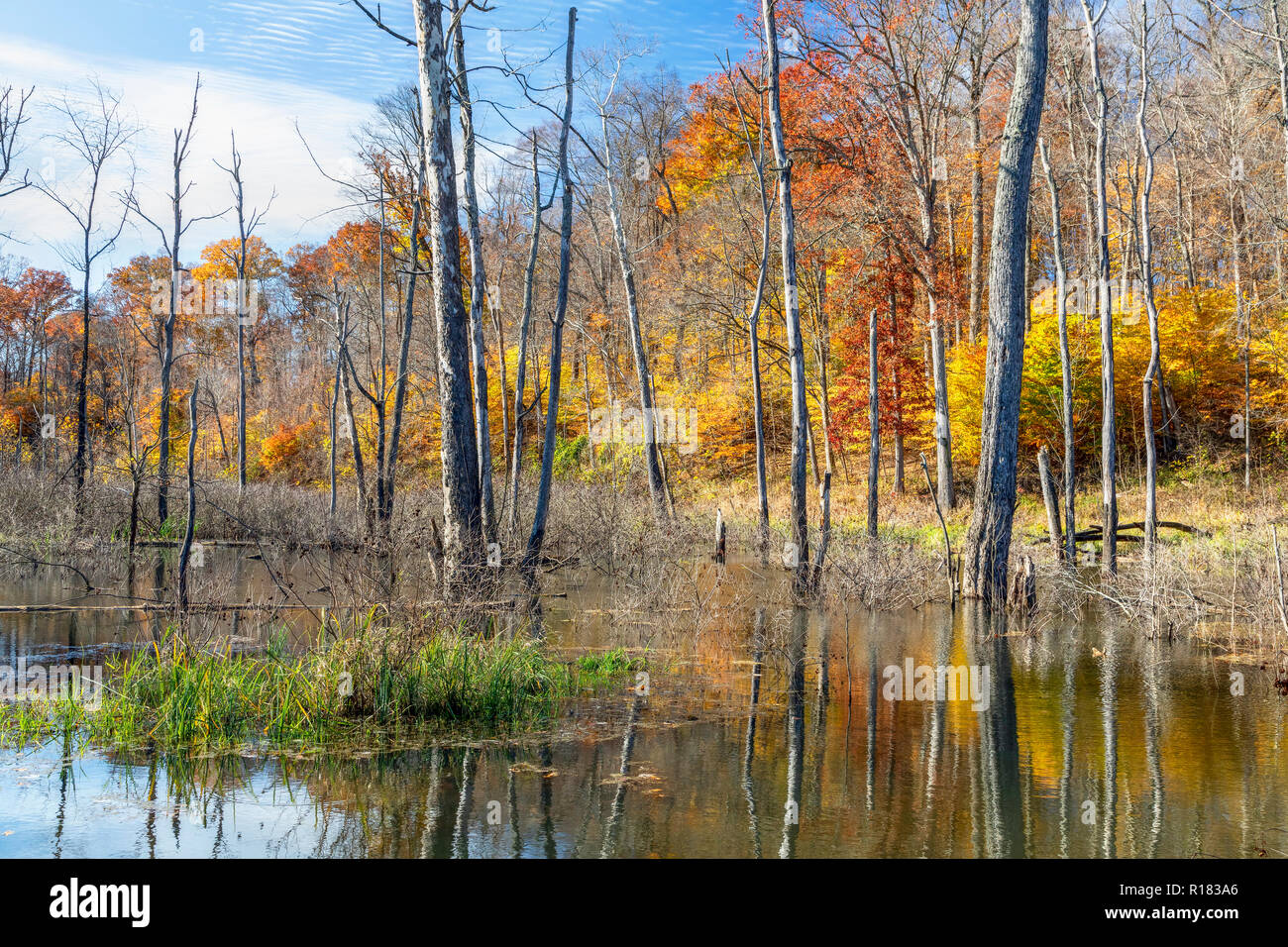 Colorful fall foliage surrounds a swampy area in Indiana. Stock Photo