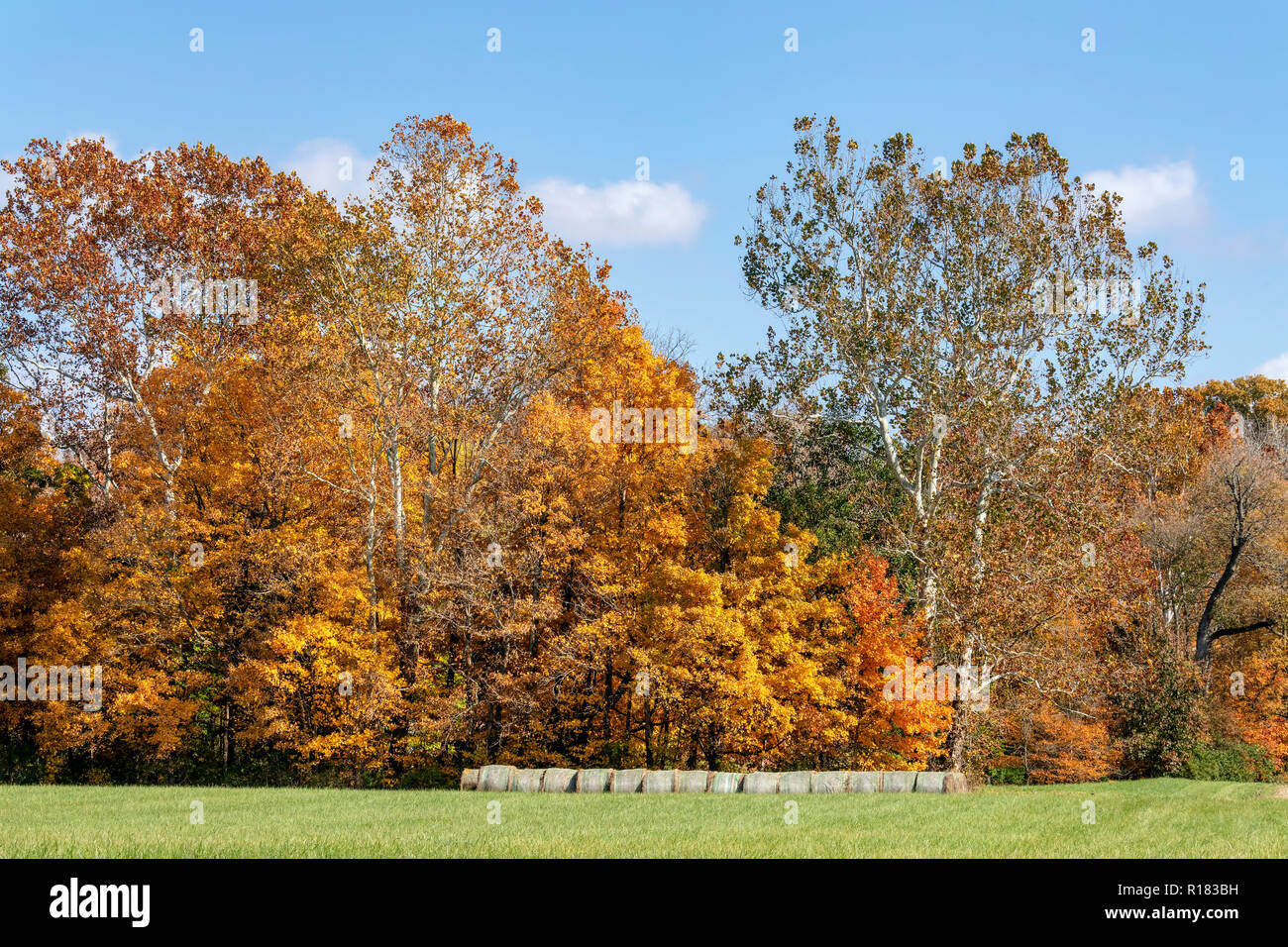 Rolls of hay on the edge of a field are topped with colorful tall trees displaying beautiful fall foliage. Stock Photo