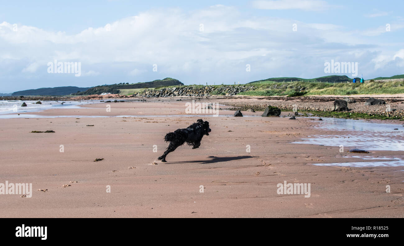 Dog sprinting after a ball on a beach, in mid-air Stock Photo