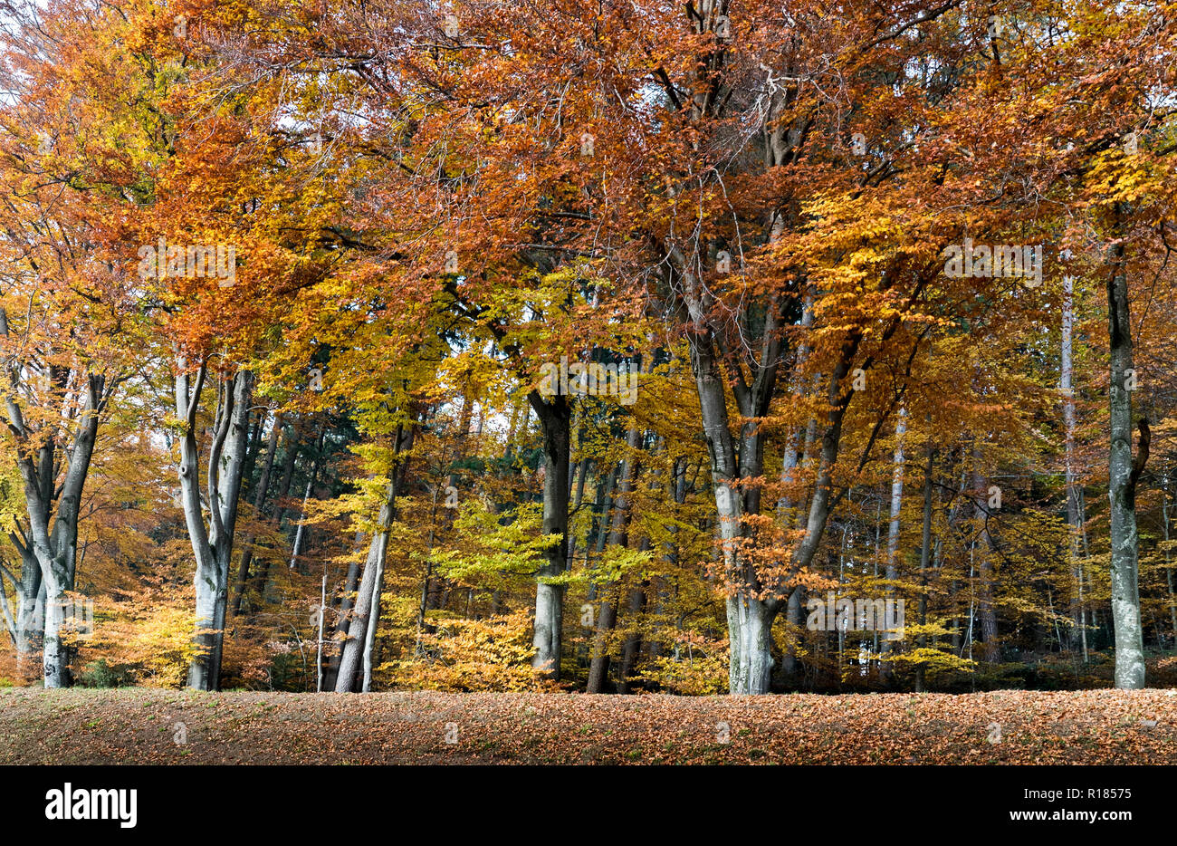 horizontal view of colorful fall foliage beech forest near the town of Hirzel in the rolling hills of the central Swiss Alps as a nature background Stock Photo