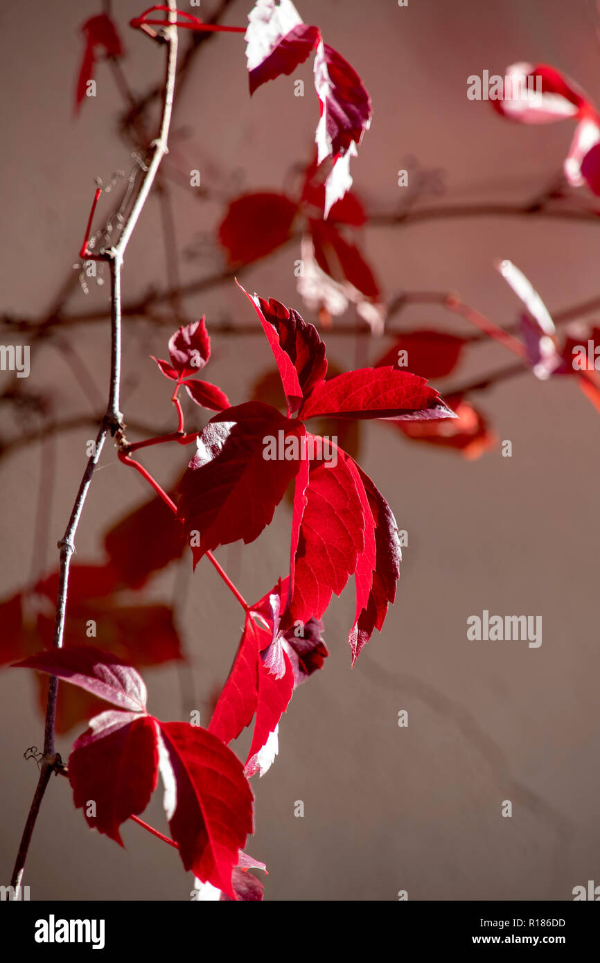 Red autumn ivy leaves on a brown blurred background. Greece Stock Photo