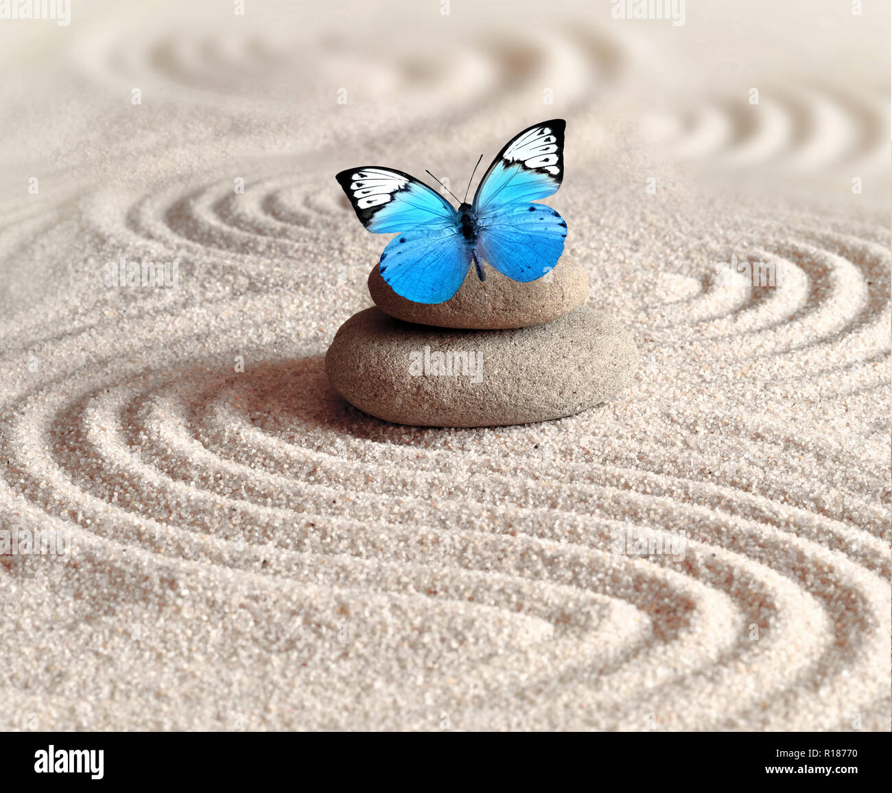 A blue vivid butterfly on a zen stone with circle patterns in the grain sand Stock Photo
