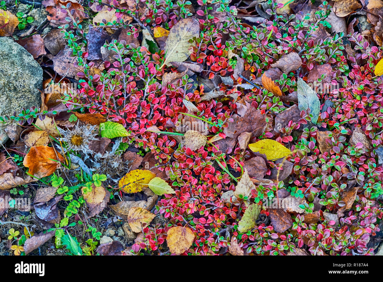 Autumn colours Stock Photo