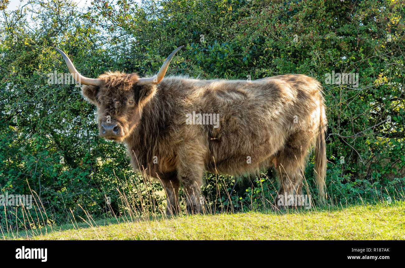Highland Long Horn on Minchinhampton Common, Stroud, England Stock Photo