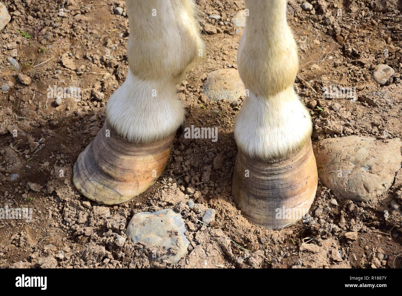 Too long hooves at an Icelandic horse. Stony ground. Stock Photo