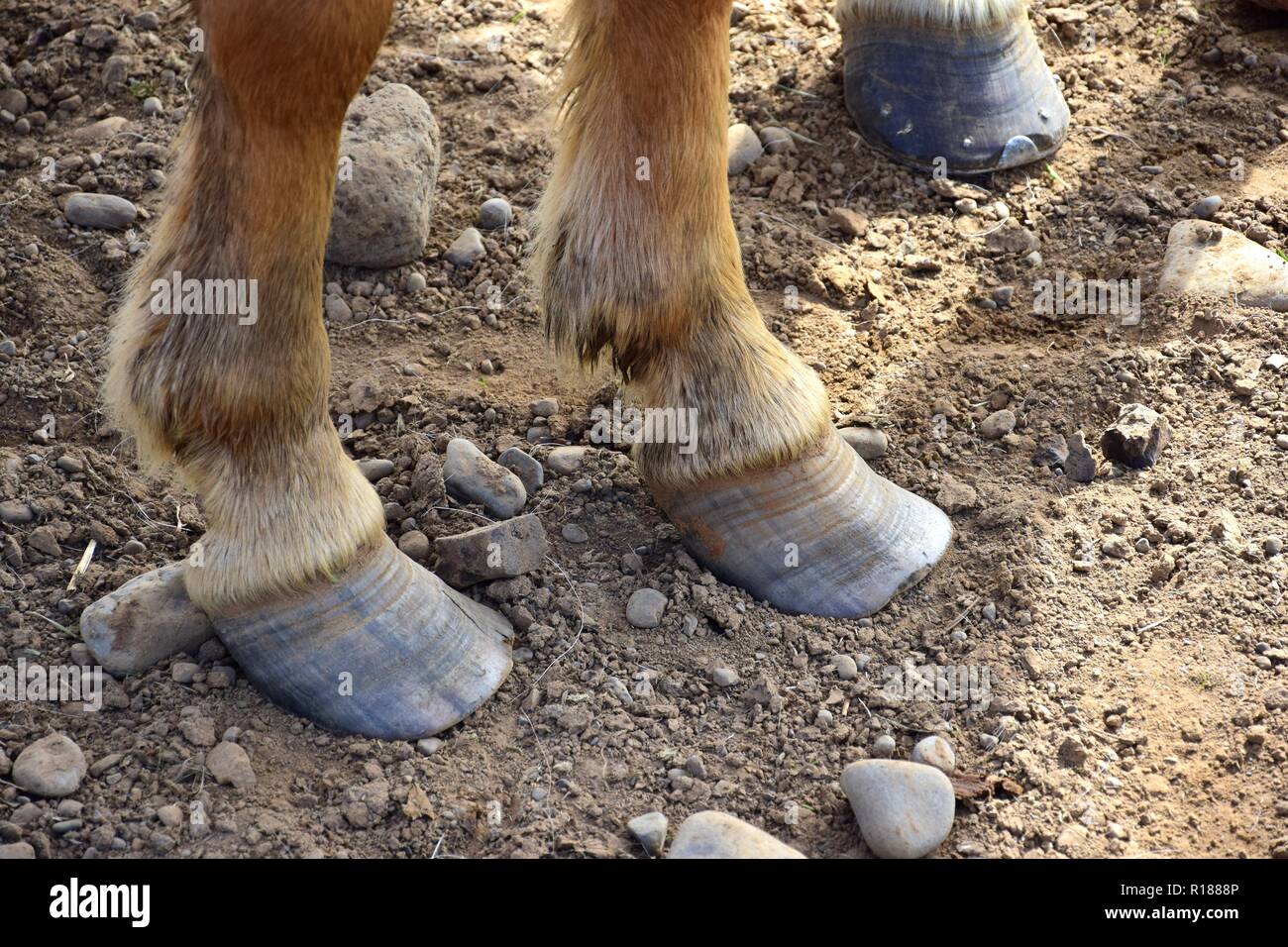 Too long hooves at an Icelandic horse. Stony ground. Stock Photo