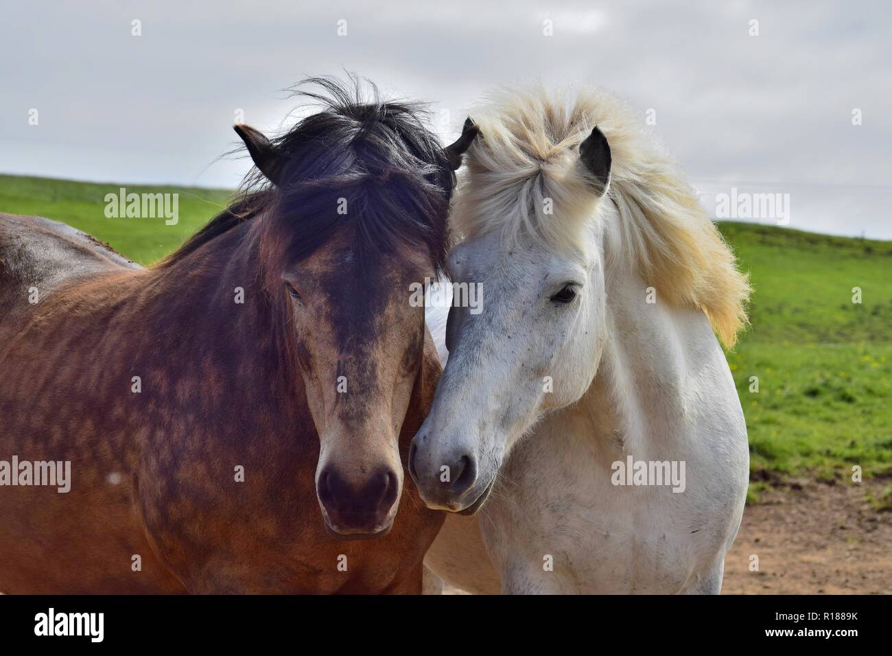 Two horse heads hires stock photography and images Alamy