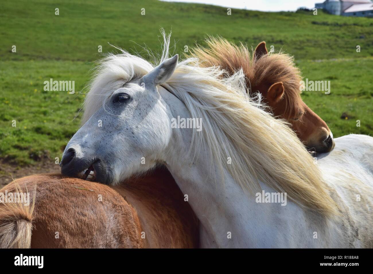 Horses grooming each other hires stock photography and images Alamy