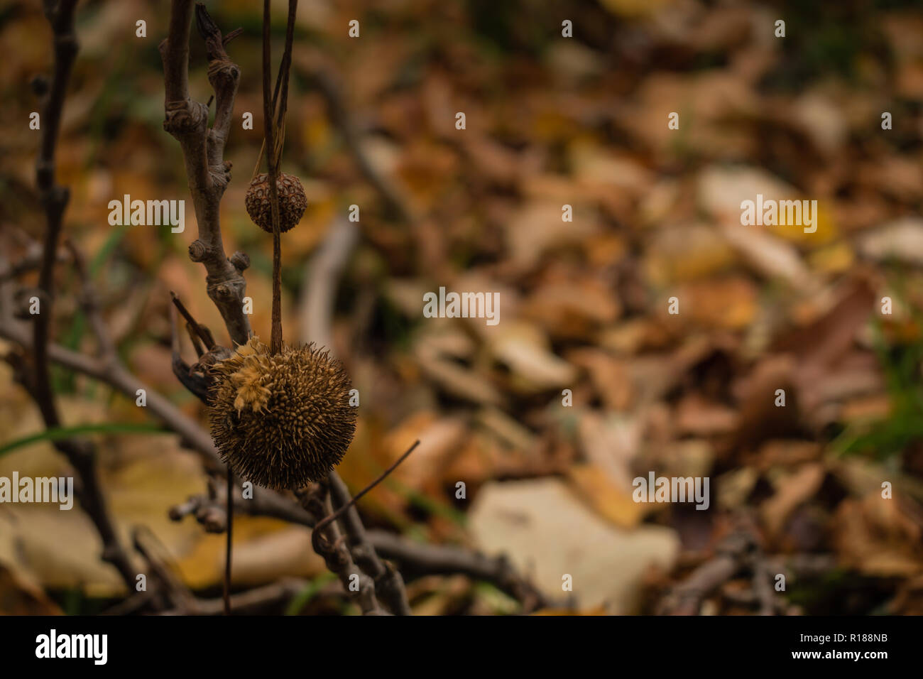 Plane tree and its ball shape seed on the fallen tree branch in woods Stock Photo