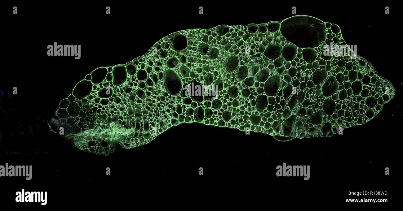 Abstract grunge cellular background against black background Stock Photo