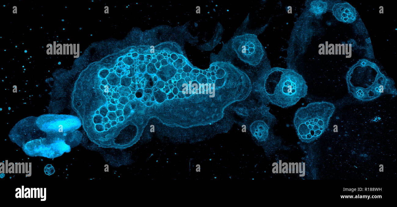 Abstract grunge cellular background against black background Stock ...
