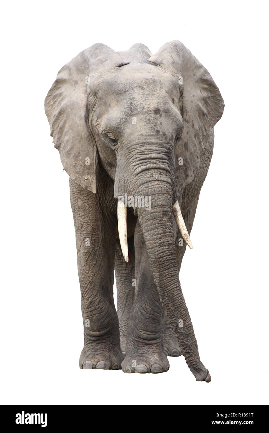 African elephant head Cut Out Stock Images & Pictures - Alamy