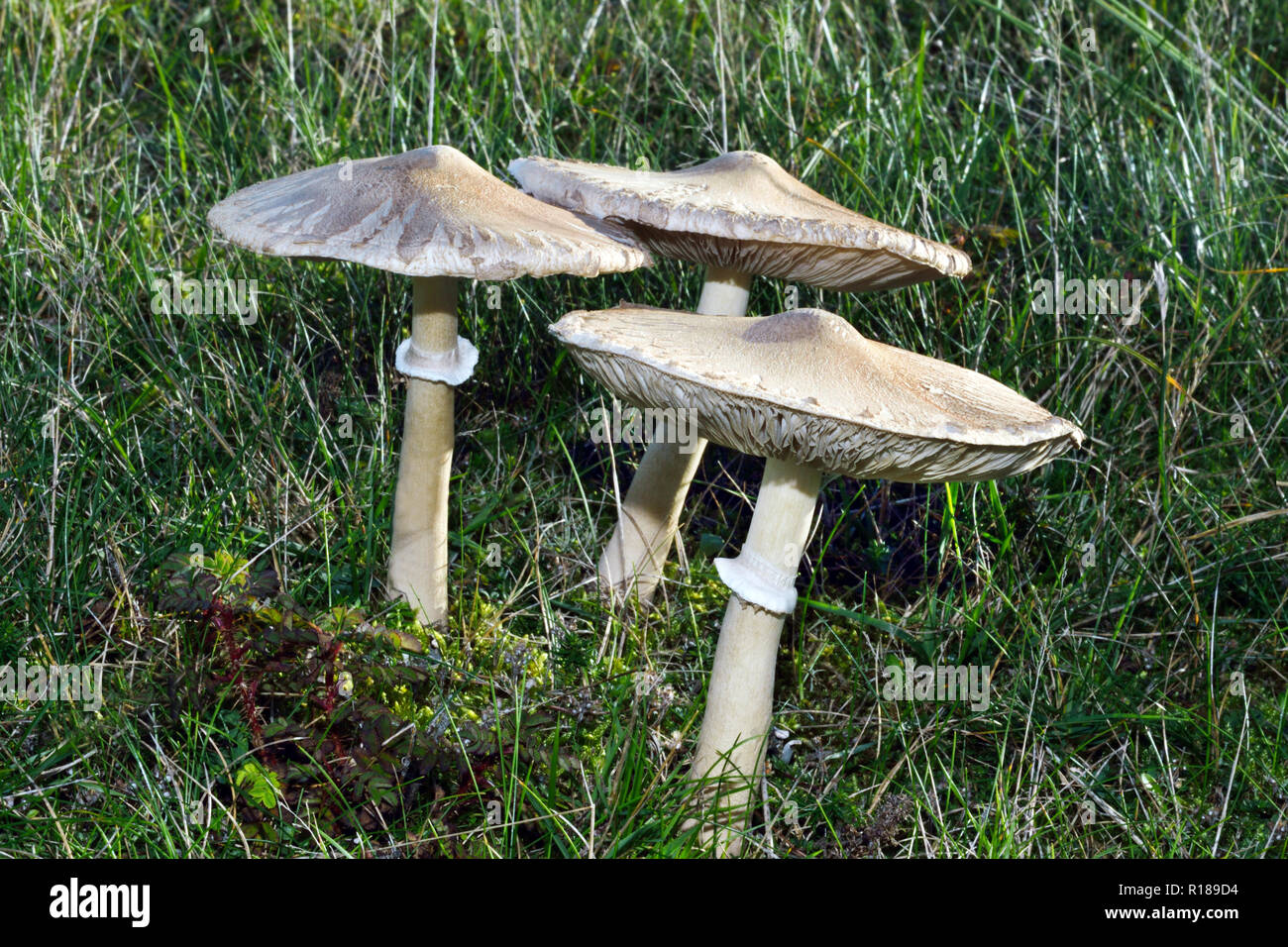 Macrolepiota konradii is a species of fungus or toadstool that can be found in pastureland but is here growing in dune grassland. Stock Photo