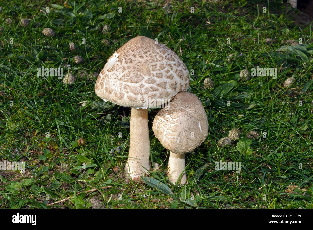 Macrolepiota konradii is a species of fungus or toadstool that can be found in pastureland but is here growing in dune grassland. Stock Photo