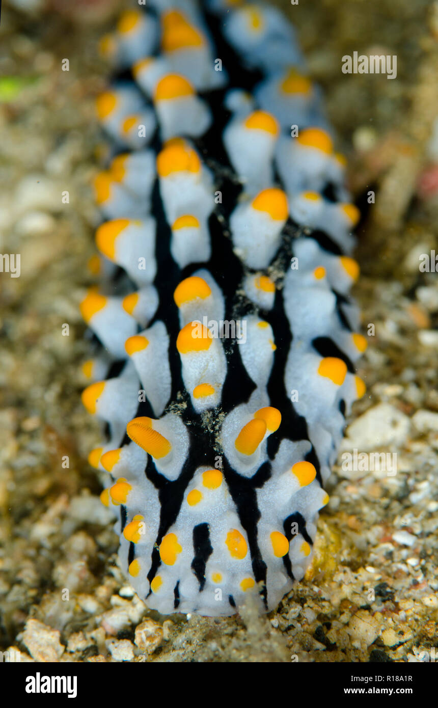 Fried-Egg Nudibranch, Phyllidia varicosa, Serena West dive site, Lembeh Straits, Sulawesi, Indonesia Stock Photo
