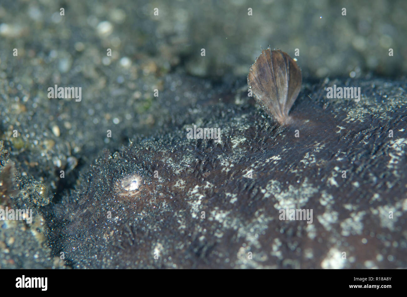 Spotted Sole, Phyllichthys punctatus, on black sand, Hairball dive site, Lembeh Straits, Sulawesi, Indonesia Stock Photo