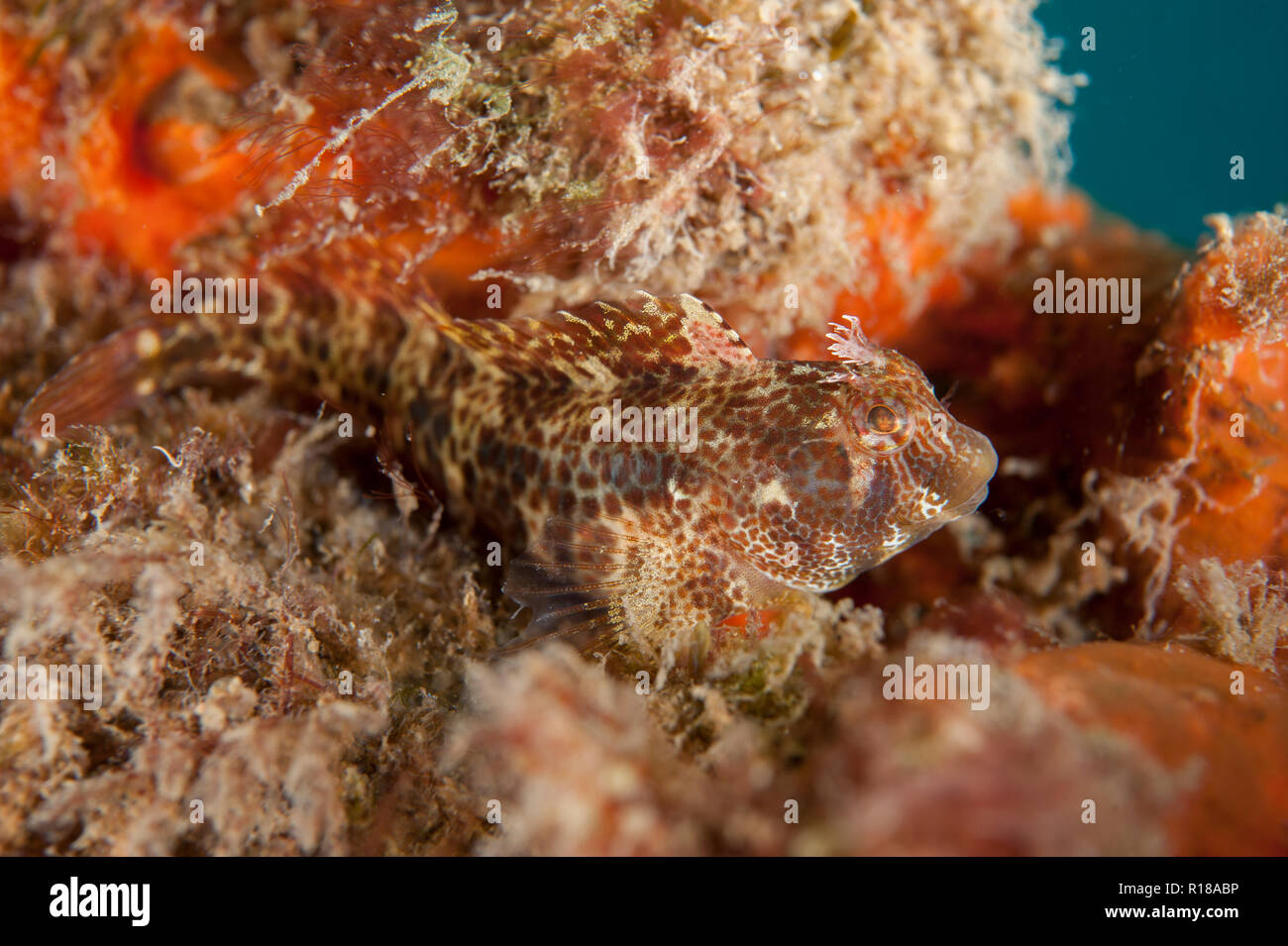 Blenny, Entomacrodus sp, Malawi Wreck dive site, Lembeh Straits, Sulawesi, Indonesia Stock Photo