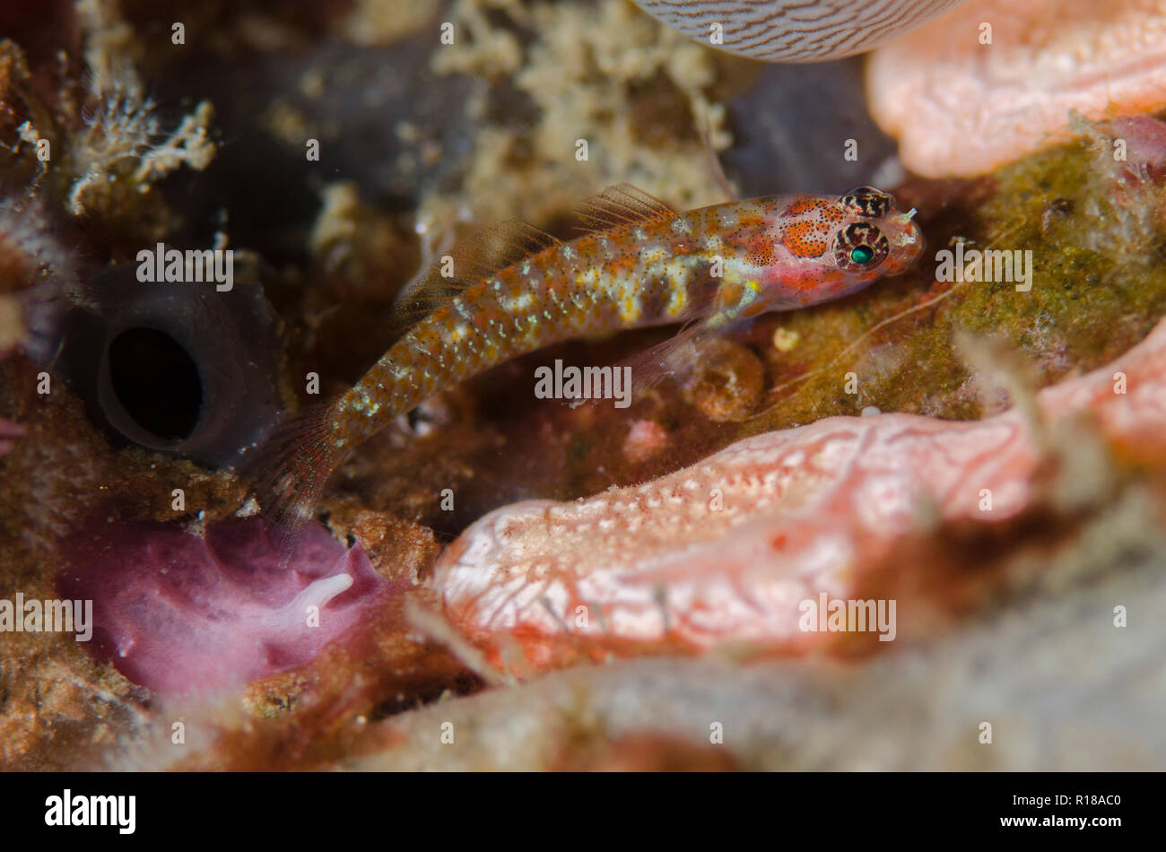Headspot Dwarfgoby, Eviota melasma, Nudi Retreat dive site, Lembeh Straits, Sulawesi, Indonesia Stock Photo