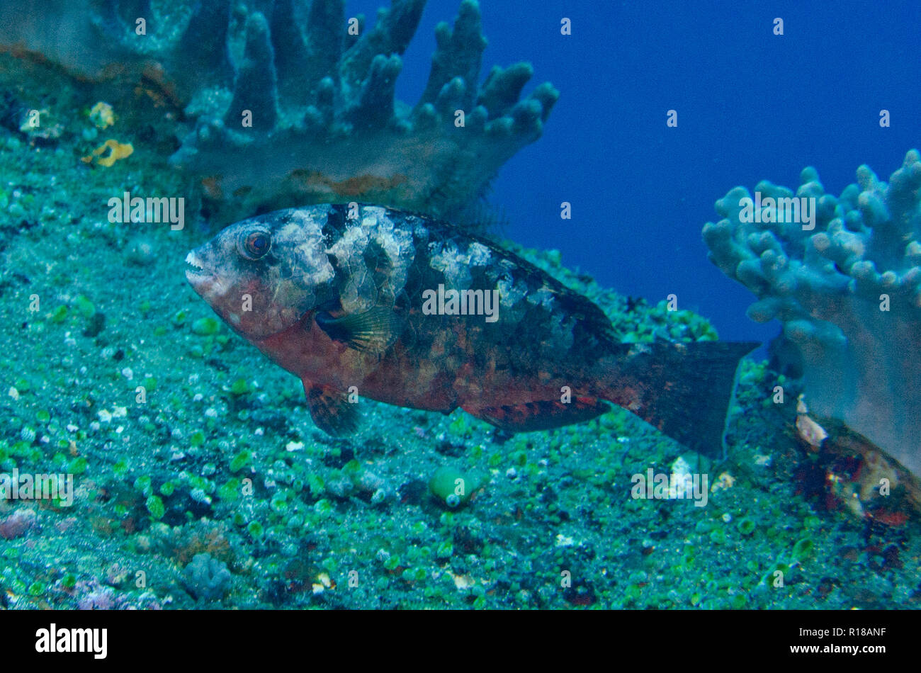 Female Stareye Parrotfish, Calotomus carolinus, Batu Kapal dive site, Lembeh Straits, Sulawesi, Indonesia Stock Photo