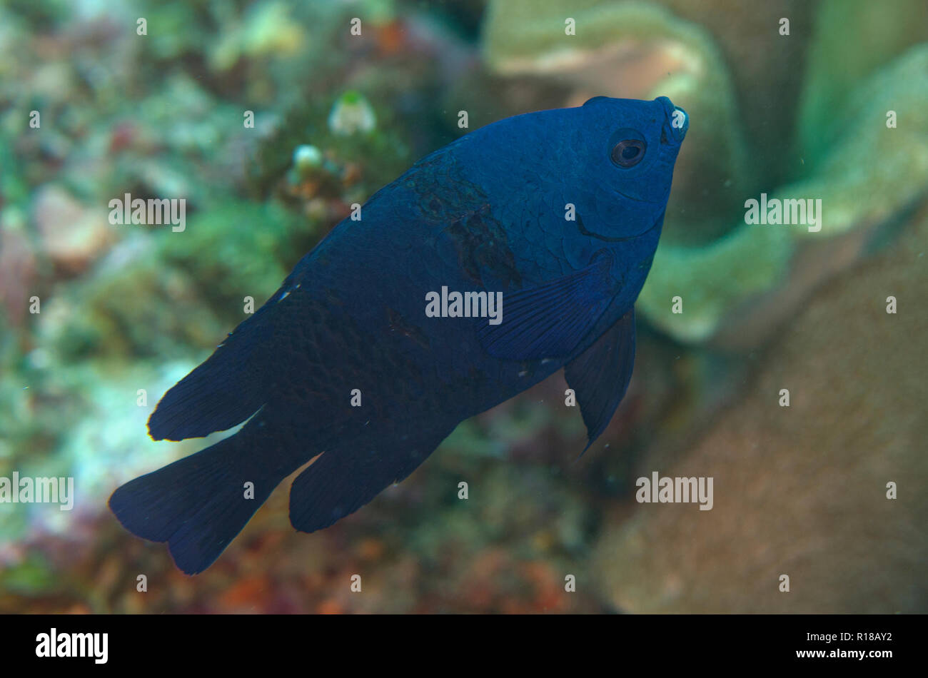 Black Damselfish, Neoglyphidodon melas, California Dreaming dive site, Lembeh Straits, Sulawesi, Indonesia Stock Photo