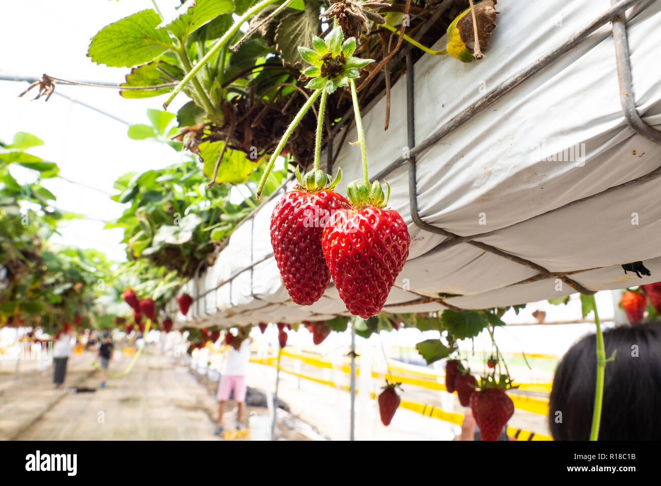 Fresh strawberries that are grown in greenhouses Stock Photo Alamy